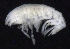  ( - SB_2-7E_Oedi26_2015_1)  @11 [ ] CreativeCommons  Attribution Non-Commercial Share-Alike (2021) Anna Jazdzewska University of Lodz, Dept of Invertebrate Zoology and Hydrobiology