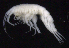  ( - SB_2-7S_Oedi26_2015_1)  @11 [ ] CreativeCommons  Attribution Non-Commercial Share-Alike (2021) Anna Jazdzewska University of Lodz, Dept of Invertebrate Zoology and Hydrobiology