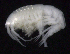  ( - SB_2-7S_Oedi26_2015_2)  @11 [ ] CreativeCommons  Attribution Non-Commercial Share-Alike (2021) Anna Jazdzewska University of Lodz, Dept of Invertebrate Zoology and Hydrobiology