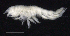  ( - SB_2-7S_Oedi26_2015_3)  @11 [ ] CreativeCommons  Attribution Non-Commercial Share-Alike (2021) Anna Jazdzewska University of Lodz, Dept of Invertebrate Zoology and Hydrobiology