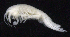  ( - SB_2-8E_Oedi21_2015_1)  @11 [ ] CreativeCommons  Attribution Non-Commercial Share-Alike (2021) Anna Jazdzewska University of Lodz, Dept of Invertebrate Zoology and Hydrobiology