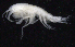  ( - SB_2-8E_Oedi21_2015_2)  @11 [ ] CreativeCommons  Attribution Non-Commercial Share-Alike (2021) Anna Jazdzewska University of Lodz, Dept of Invertebrate Zoology and Hydrobiology