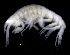  ( - SB_2-8E_Oedi23_2015_1)  @11 [ ] CreativeCommons  Attribution Non-Commercial Share-Alike (2021) Anna Jazdzewska University of Lodz, Dept of Invertebrate Zoology and Hydrobiology