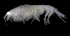  ( - SB_2-8E_Oedi23_2015_3)  @11 [ ] CreativeCommons  Attribution Non-Commercial Share-Alike (2021) Anna Jazdzewska University of Lodz, Dept of Invertebrate Zoology and Hydrobiology