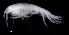  ( - SB_2-8E_Oedi23_2015_4)  @11 [ ] CreativeCommons  Attribution Non-Commercial Share-Alike (2021) Anna Jazdzewska University of Lodz, Dept of Invertebrate Zoology and Hydrobiology