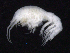  ( - SB_2-8E_Oedi26_2015_1)  @11 [ ] CreativeCommons  Attribution Non-Commercial Share-Alike (2021) Anna Jazdzewska University of Lodz, Dept of Invertebrate Zoology and Hydrobiology