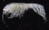  ( - SB_2-8S_Oedi21_2015_1)  @11 [ ] CreativeCommons  Attribution Non-Commercial Share-Alike (2021) Anna Jazdzewska University of Lodz, Dept of Invertebrate Zoology and Hydrobiology