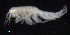  (Oedicerotidae_AJ sp. 22 - SB_2-8S_Oedi22_2015_1)  @11 [ ] CreativeCommons  Attribution Non-Commercial Share-Alike (2021) Anna Jazdzewska University of Lodz, Dept of Invertebrate Zoology and Hydrobiology