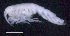  ( - SB_4-10S_Oedi22_2015_1)  @11 [ ] CreativeCommons  Attribution Non-Commercial Share-Alike (2021) Anna Jazdzewska University of Lodz, Dept of Invertebrate Zoology and Hydrobiology