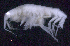  ( - SB_4-10S_Oedi23_2015_1)  @11 [ ] CreativeCommons  Attribution Non-Commercial Share-Alike (2021) Anna Jazdzewska University of Lodz, Dept of Invertebrate Zoology and Hydrobiology