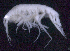  ( - SB_4-10S_Oedi23_2015_2)  @11 [ ] CreativeCommons  Attribution Non-Commercial Share-Alike (2021) Anna Jazdzewska University of Lodz, Dept of Invertebrate Zoology and Hydrobiology