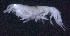  ( - SB_4-10S_Oedi23_2015_5)  @11 [ ] CreativeCommons  Attribution Non-Commercial Share-Alike (2021) Anna Jazdzewska University of Lodz, Dept of Invertebrate Zoology and Hydrobiology