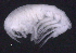  ( - SB_4-9E_Oedi22_2015_2)  @11 [ ] CreativeCommons  Attribution Non-Commercial Share-Alike (2021) Anna Jazdzewska University of Lodz, Dept of Invertebrate Zoology and Hydrobiology