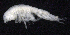  ( - SB_4-9E_Oedi26_2015_1)  @11 [ ] CreativeCommons  Attribution Non-Commercial Share-Alike (2021) Anna Jazdzewska University of Lodz, Dept of Invertebrate Zoology and Hydrobiology