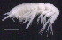  ( - SB_4-9E_Oedi27_2015_1)  @11 [ ] CreativeCommons  Attribution Non-Commercial Share-Alike (2021) Anna Jazdzewska University of Lodz, Dept of Invertebrate Zoology and Hydrobiology