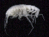  ( - SB_6-7E_Oedi26_2015_1)  @11 [ ] CreativeCommons  Attribution Non-Commercial Share-Alike (2021) Anna Jazdzewska University of Lodz, Dept of Invertebrate Zoology and Hydrobiology