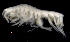  ( - SB_7-3E_Oedi23_2015_1)  @11 [ ] CreativeCommons  Attribution Non-Commercial Share-Alike (2021) Anna Jazdzewska University of Lodz, Dept of Invertebrate Zoology and Hydrobiology