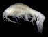  ( - SB_7-3E_Oedi23_2015_2)  @11 [ ] CreativeCommons  Attribution Non-Commercial Share-Alike (2021) Anna Jazdzewska University of Lodz, Dept of Invertebrate Zoology and Hydrobiology