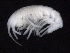  ( - SB_7-3S_Oedi21_2015_1)  @11 [ ] CreativeCommons  Attribution Non-Commercial Share-Alike (2021) Anna Jazdzewska University of Lodz, Dept of Invertebrate Zoology and Hydrobiology