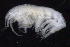  ( - SB_7-3S_Oedi21_2015_2)  @11 [ ] CreativeCommons  Attribution Non-Commercial Share-Alike (2021) Anna Jazdzewska University of Lodz, Dept of Invertebrate Zoology and Hydrobiology