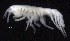  ( - SB_7-3S_Oedi21_2015_3)  @11 [ ] CreativeCommons  Attribution Non-Commercial Share-Alike (2021) Anna Jazdzewska University of Lodz, Dept of Invertebrate Zoology and Hydrobiology