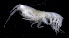  ( - SB_7-3S_Oedi23_2015_1)  @11 [ ] CreativeCommons  Attribution Non-Commercial Share-Alike (2021) Anna Jazdzewska University of Lodz, Dept of Invertebrate Zoology and Hydrobiology