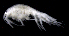  ( - SB_7-3S_Oedi23_2015_2)  @11 [ ] CreativeCommons  Attribution Non-Commercial Share-Alike (2021) Anna Jazdzewska University of Lodz, Dept of Invertebrate Zoology and Hydrobiology