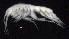  ( - SB_7-3S_Oedi26_2015_1)  @11 [ ] CreativeCommons  Attribution Non-Commercial Share-Alike (2021) Anna Jazdzewska University of Lodz, Dept of Invertebrate Zoology and Hydrobiology