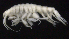  (Oedicerotidae_AJ sp. 31 - SB_7-3S_Oedi31_2015_1)  @11 [ ] CreativeCommons  Attribution Non-Commercial Share-Alike (2021) Anna Jazdzewska University of Lodz, Dept of Invertebrate Zoology and Hydrobiology