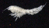  ( - SB_7-4E_Oedi26_2015_1)  @11 [ ] CreativeCommons  Attribution Non-Commercial Share-Alike (2021) Anna Jazdzewska University of Lodz, Dept of Invertebrate Zoology and Hydrobiology