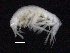  ( - SB_7-4E_Oedi26_2015_3)  @11 [ ] CreativeCommons  Attribution Non-Commercial Share-Alike (2021) Anna Jazdzewska University of Lodz, Dept of Invertebrate Zoology and Hydrobiology