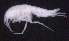  ( - SB_7-4E_Oedi27_2015_1)  @11 [ ] CreativeCommons  Attribution Non-Commercial Share-Alike (2021) Anna Jazdzewska University of Lodz, Dept of Invertebrate Zoology and Hydrobiology