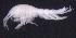  ( - SB_7-4E_Oedi27_2015_2)  @11 [ ] CreativeCommons  Attribution Non-Commercial Share-Alike (2021) Anna Jazdzewska University of Lodz, Dept of Invertebrate Zoology and Hydrobiology