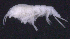  ( - SB_7-4E_Oedi27_2015_3)  @11 [ ] CreativeCommons  Attribution Non-Commercial Share-Alike (2021) Anna Jazdzewska University of Lodz, Dept of Invertebrate Zoology and Hydrobiology