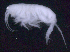  ( - SB_8-4E_Oedi28_2015_1)  @11 [ ] CreativeCommons  Attribution Non-Commercial Share-Alike (2021) Anna Jazdzewska University of Lodz, Dept of Invertebrate Zoology and Hydrobiology