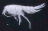  ( - SB_8-4E_Oedi29_2015_1)  @11 [ ] CreativeCommons  Attribution Non-Commercial Share-Alike (2021) Anna Jazdzewska University of Lodz, Dept of Invertebrate Zoology and Hydrobiology