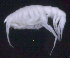  ( - SB_8-4E_Oedi29_2015_2)  @11 [ ] CreativeCommons  Attribution Non-Commercial Share-Alike (2021) Anna Jazdzewska University of Lodz, Dept of Invertebrate Zoology and Hydrobiology