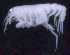  ( - SB_8-4E_Oedi29_2015_6)  @11 [ ] CreativeCommons  Attribution Non-Commercial Share-Alike (2021) Anna Jazdzewska University of Lodz, Dept of Invertebrate Zoology and Hydrobiology