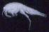  ( - SB_8-4E_Oedi29_2015_7)  @11 [ ] CreativeCommons  Attribution Non-Commercial Share-Alike (2021) Anna Jazdzewska University of Lodz, Dept of Invertebrate Zoology and Hydrobiology