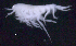  ( - SB_8-4S_Oedi28_2015_2)  @11 [ ] CreativeCommons  Attribution Non-Commercial Share-Alike (2021) Anna Jazdzewska University of Lodz, Dept of Invertebrate Zoology and Hydrobiology