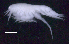  ( - SB_8-4S_Oedi28_2015_4)  @11 [ ] CreativeCommons  Attribution Non-Commercial Share-Alike (2021) Anna Jazdzewska University of Lodz, Dept of Invertebrate Zoology and Hydrobiology