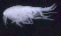  ( - SB_8-5E_Oedi28_2015_1)  @11 [ ] CreativeCommons  Attribution Non-Commercial Share-Alike (2021) Anna Jazdzewska University of Lodz, Dept of Invertebrate Zoology and Hydrobiology