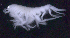  ( - SB_8-5E_Oedi28_2015_2)  @11 [ ] CreativeCommons  Attribution Non-Commercial Share-Alike (2021) Anna Jazdzewska University of Lodz, Dept of Invertebrate Zoology and Hydrobiology