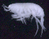  ( - SB_8-5E_Oedi28_2015_4)  @11 [ ] CreativeCommons  Attribution Non-Commercial Share-Alike (2021) Anna Jazdzewska University of Lodz, Dept of Invertebrate Zoology and Hydrobiology