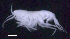  ( - SB_8-5E_Oedi28_2015_5)  @11 [ ] CreativeCommons  Attribution Non-Commercial Share-Alike (2021) Anna Jazdzewska University of Lodz, Dept of Invertebrate Zoology and Hydrobiology