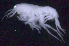  ( - SB_8-5E_Oedi28_2015_7)  @11 [ ] CreativeCommons  Attribution Non-Commercial Share-Alike (2021) Anna Jazdzewska University of Lodz, Dept of Invertebrate Zoology and Hydrobiology