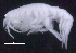  ( - SB_8-5E_Oedi29_2015_2)  @11 [ ] CreativeCommons  Attribution Non-Commercial Share-Alike (2021) Anna Jazdzewska University of Lodz, Dept of Invertebrate Zoology and Hydrobiology