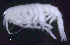  ( - SB_8-5E_Oedi29_2015_4)  @11 [ ] CreativeCommons  Attribution Non-Commercial Share-Alike (2021) Anna Jazdzewska University of Lodz, Dept of Invertebrate Zoology and Hydrobiology