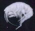  ( - SB_8-5E_Oedi29_2015_6)  @11 [ ] CreativeCommons  Attribution Non-Commercial Share-Alike (2021) Anna Jazdzewska University of Lodz, Dept of Invertebrate Zoology and Hydrobiology