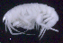  ( - SB_8-5E_Oedi29_2015_7)  @11 [ ] CreativeCommons  Attribution Non-Commercial Share-Alike (2021) Anna Jazdzewska University of Lodz, Dept of Invertebrate Zoology and Hydrobiology